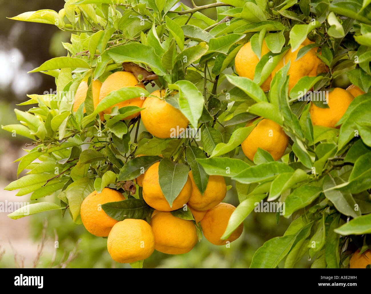 Orangen im Garten des Herrenhauses Camino d els Calderers d San Juan, Mallorca, Balearen, Spanien Stockfoto