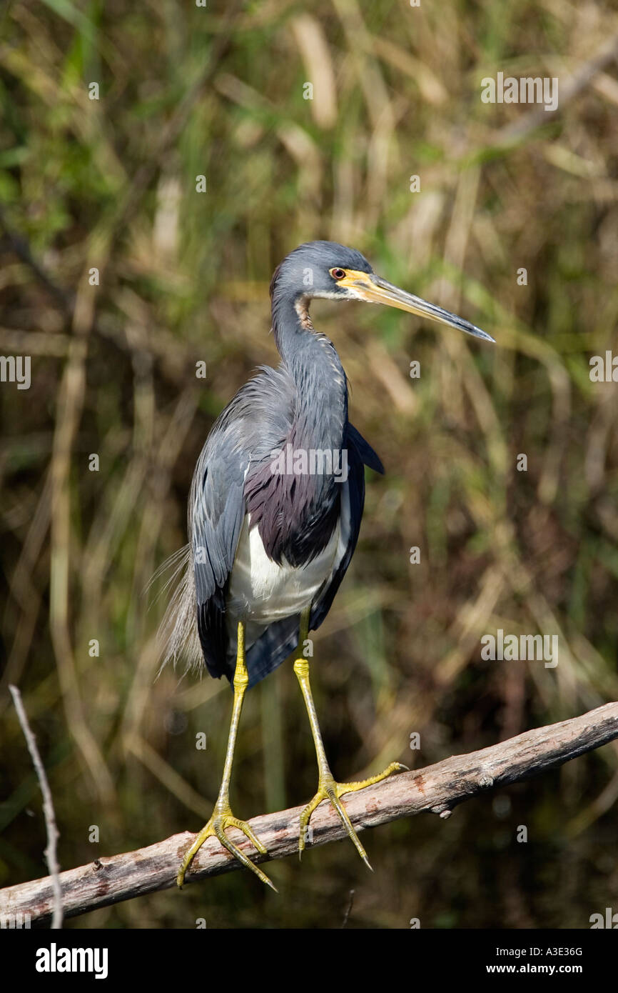 Egretta tricolor Dreifarbige heron Stockfoto