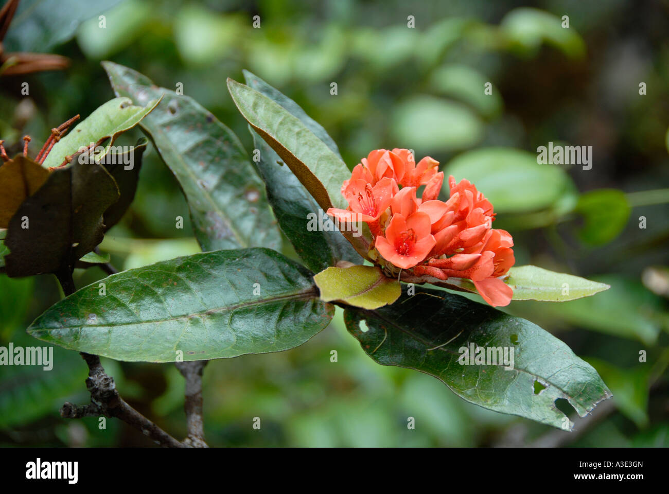 Flowering rhododendron red -Fotos und -Bildmaterial in hoher Auflsung   Alamy