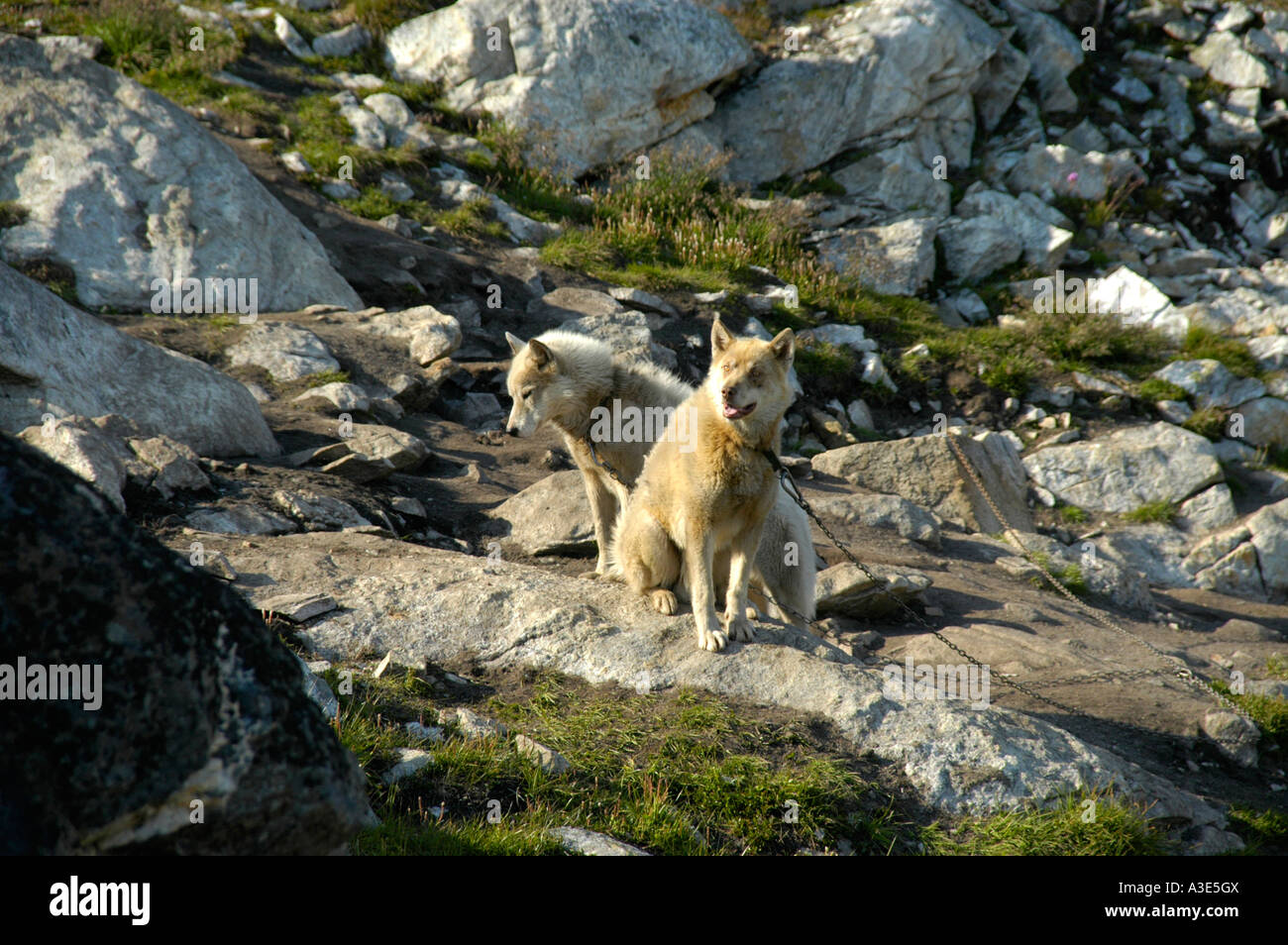 Zwei Huskys an einer Kette im Sommer Tiniteqilaaq Eastgreenland Stockfoto