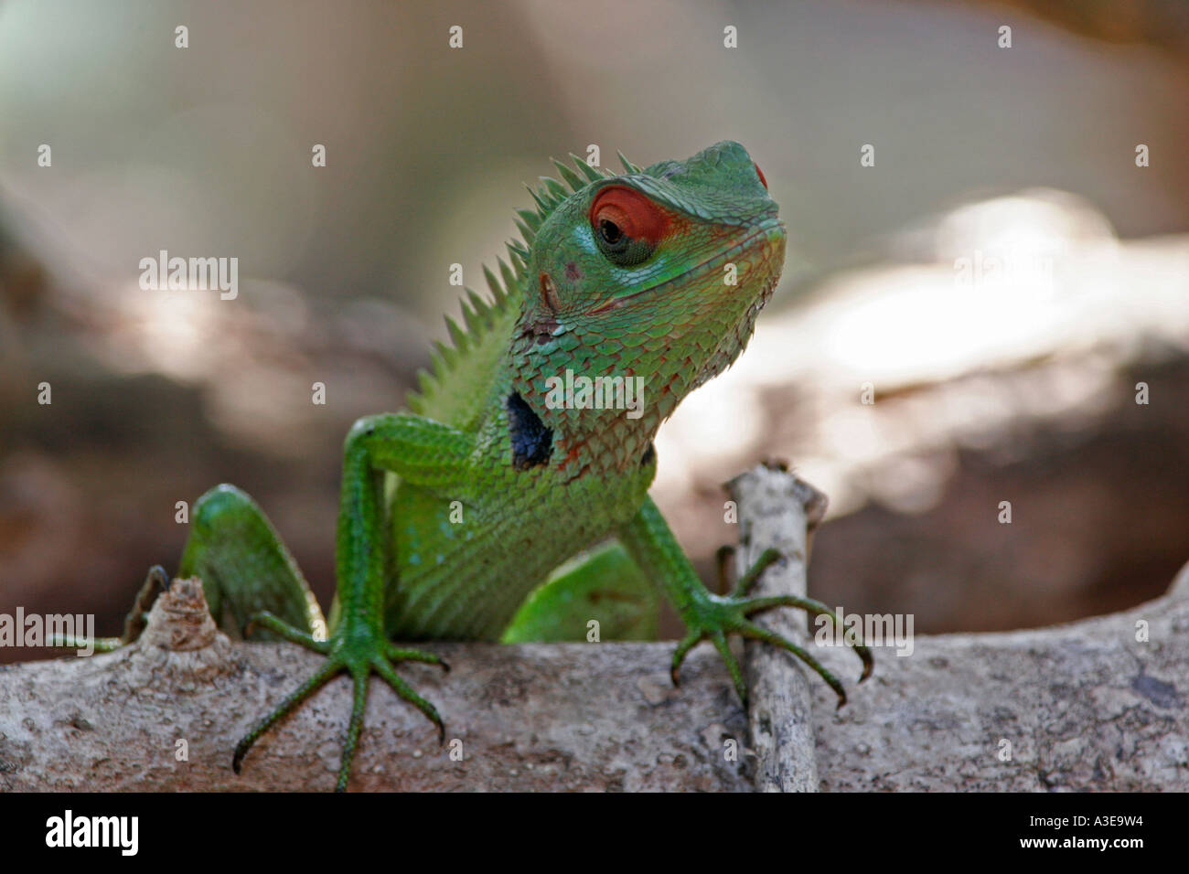 Sri Lanka, Chamäleon Klettern auf einem Ast Stockfoto