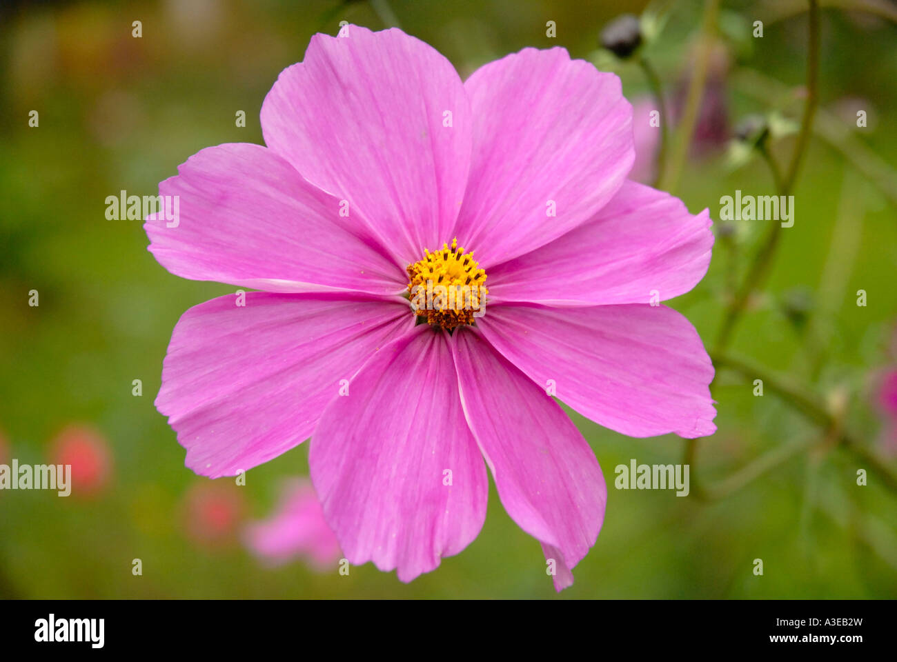 Blüte einer Blume Stockfoto