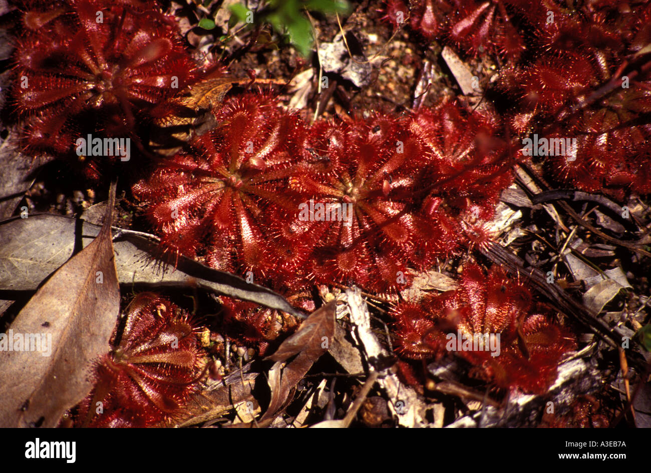 Sonnentau Carnivirous Pflanzen 0612 Stockfoto