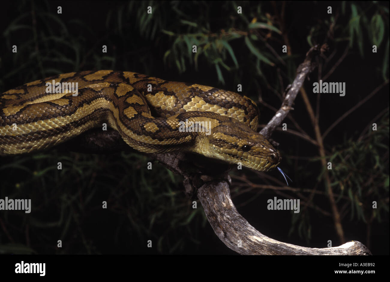 Python Morelia Spilota 0607 Stockfoto