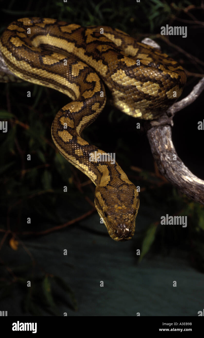 Python 0595 Stockfoto
