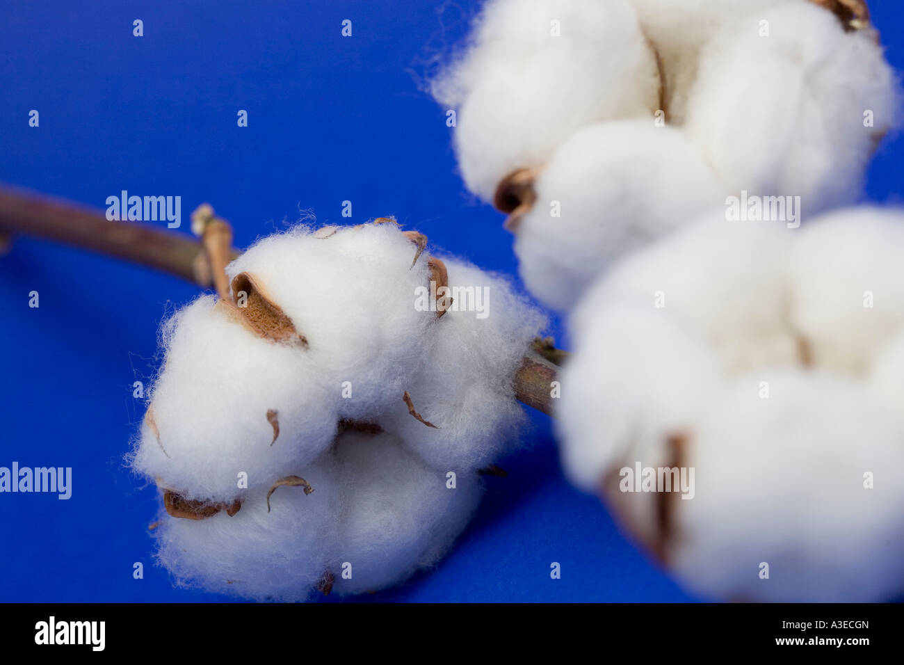 Baumwolle (Gossypium) Stockfoto