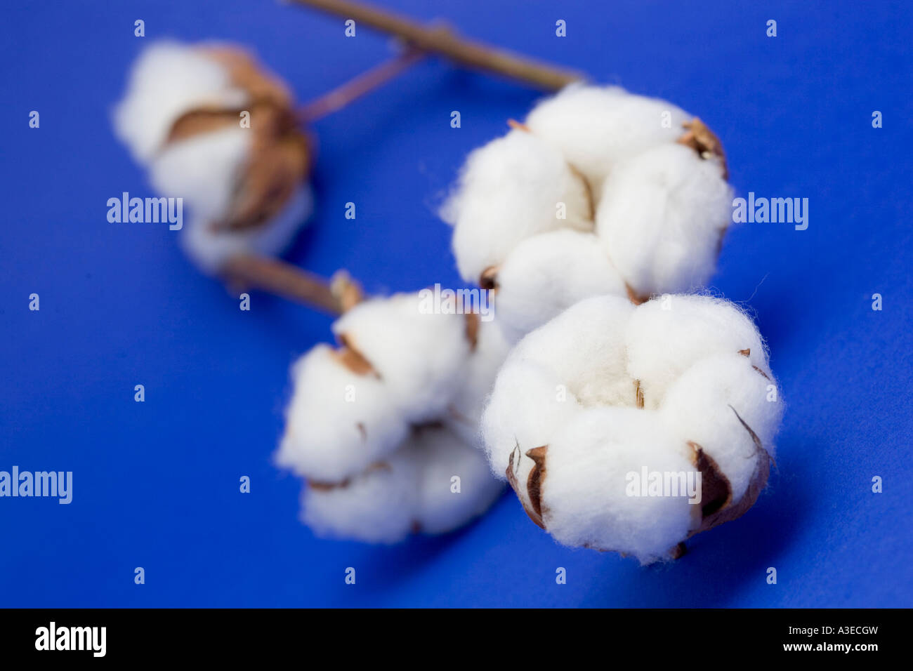 Baumwolle (Gossypium) Stockfoto