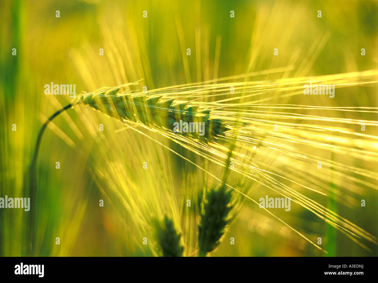 Weizenähre Stockfoto