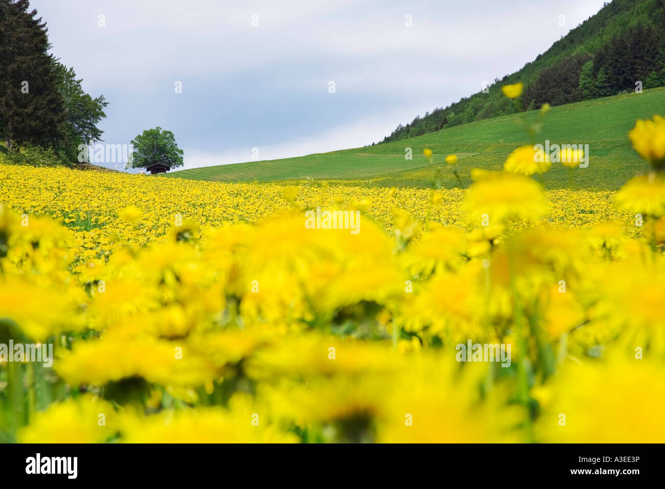 Wiese mit Löwenzahn (Taraxacum Officinale) im Mai im Schwarzwald, Baden-Württemberg, Deutschland Stockfoto