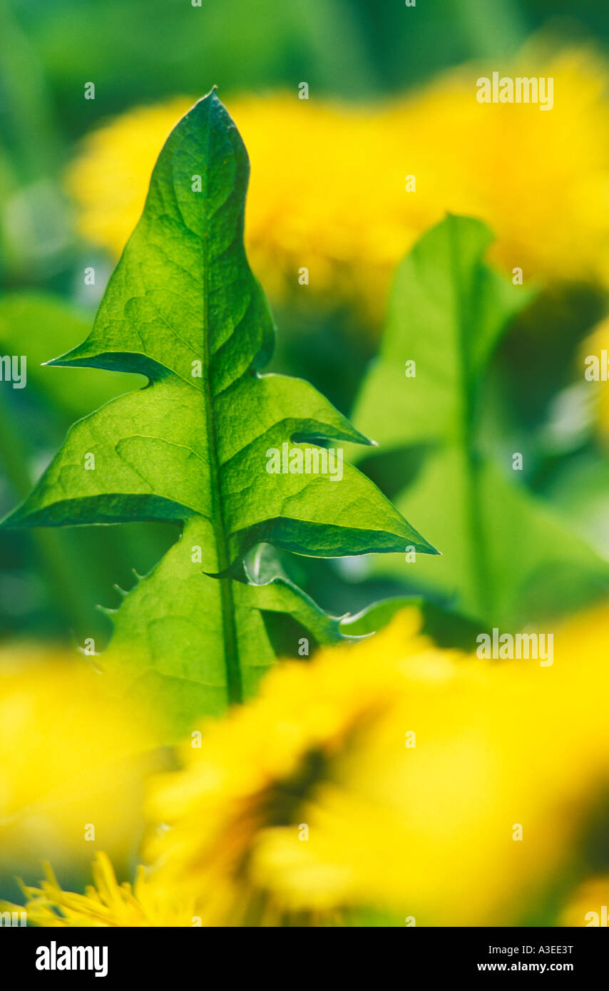 Löwenzahn (Taraxacum Officinale) Stockfoto