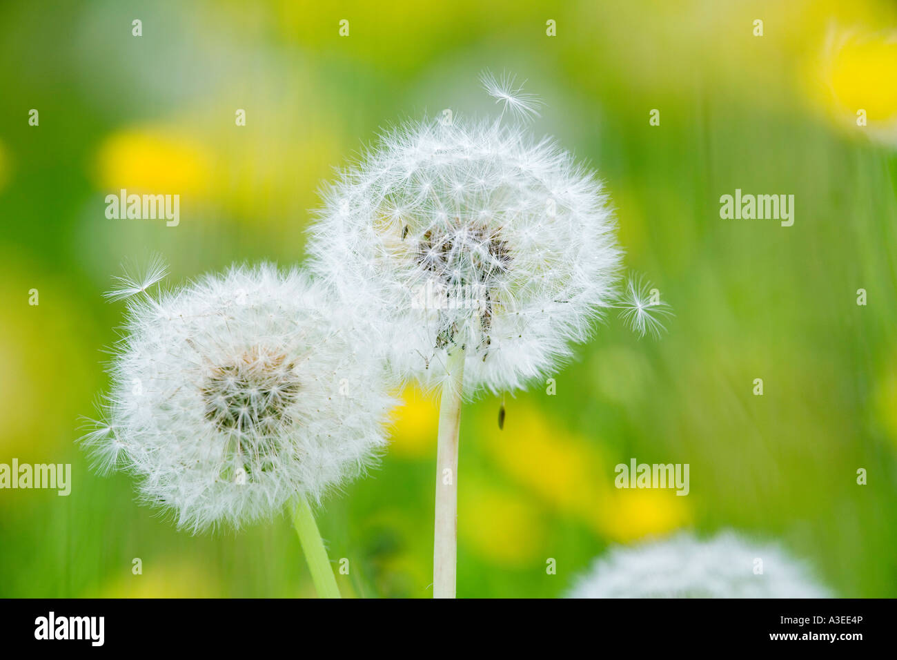 Blowballs (Taraxacum Officinale) Stockfoto