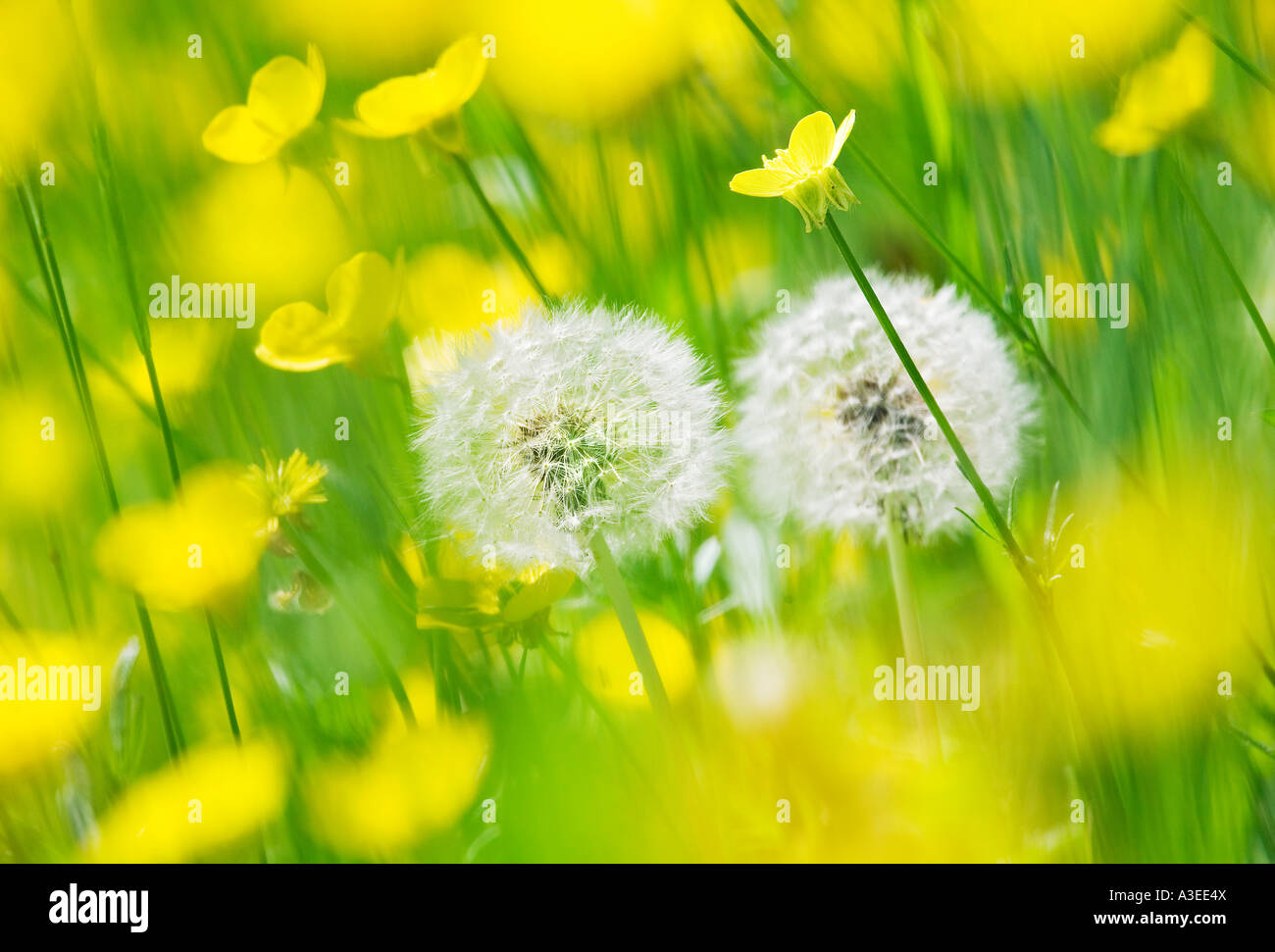 Blowballs (Taraxacum Officinale) Stockfoto