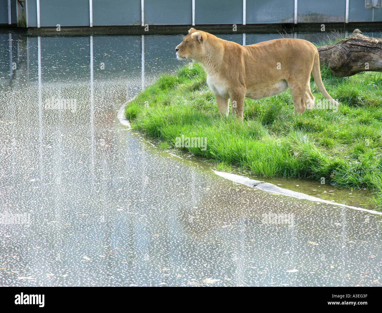 Lion weibliche Wasser Pool Zoo Zoologie Tierwelt Tier wilde Umgebung frei Freiheit nicht unfrei gefangen traurig einsam unglücklich lonesome Stockfoto