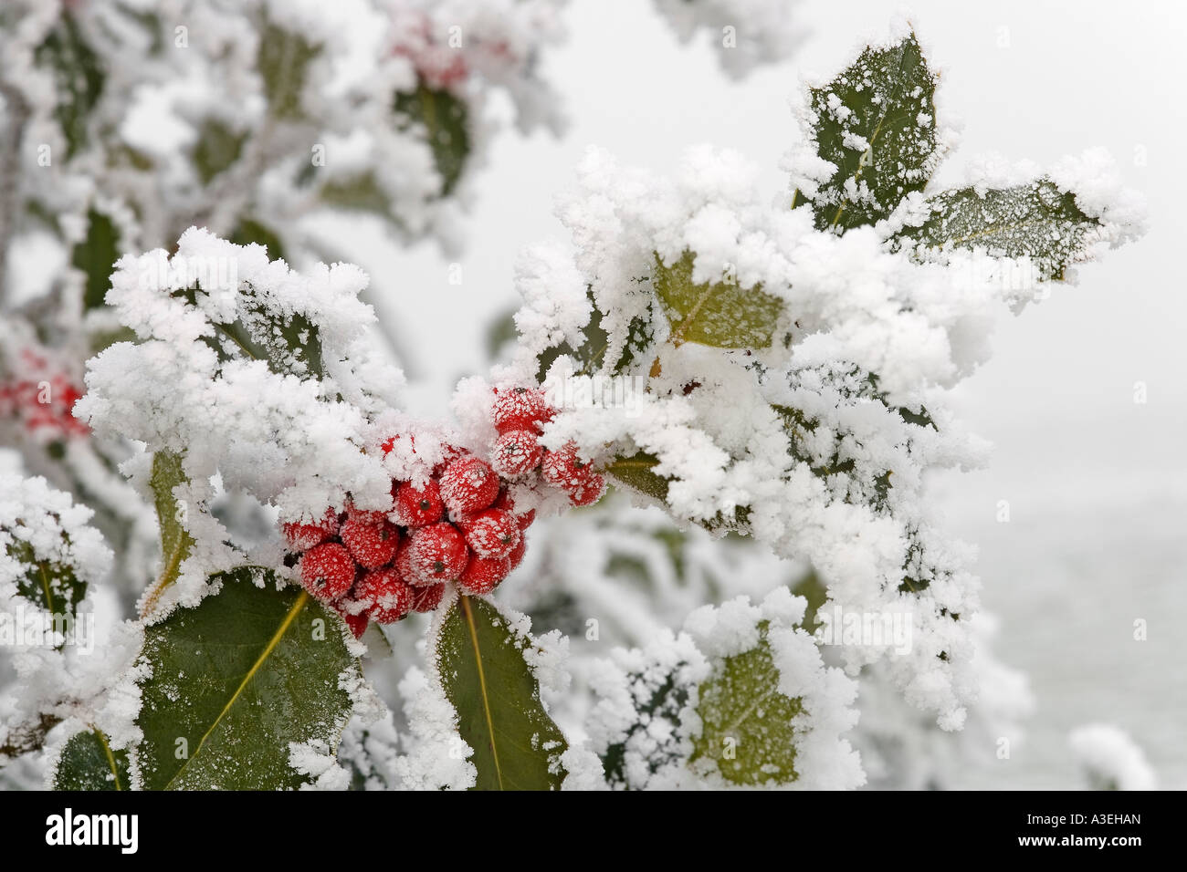 Hoarfrosted roten Beeren der Stechpalme (Ilex Aquifolium) Stockfoto