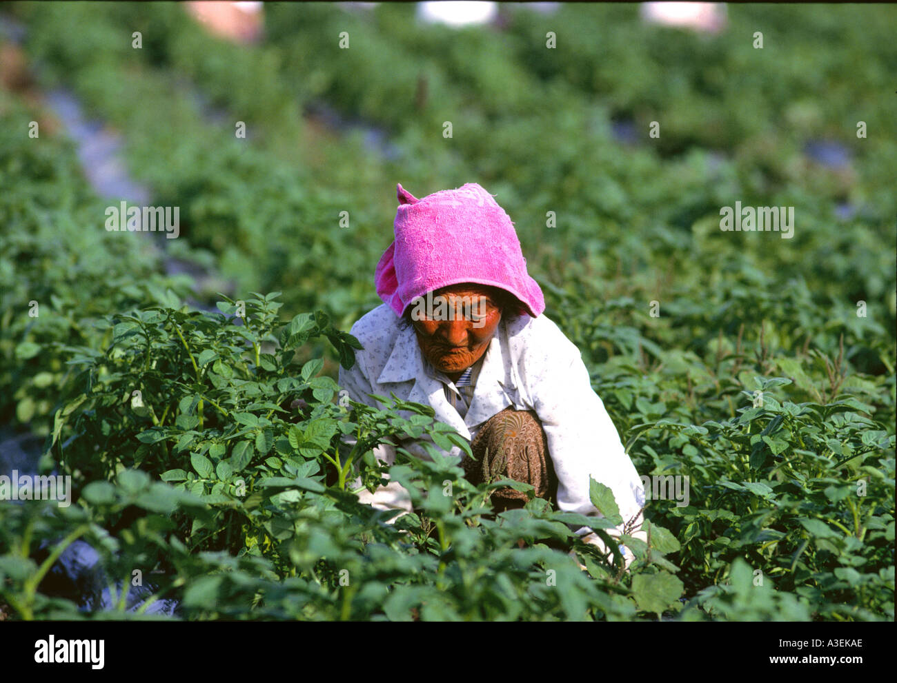 Eine alte Bäuerin, die Arbeit an den landwirtschaftlichen Arbeitskräfte intensive Arbeiten tun Cheju Insel South Korea Stockfoto