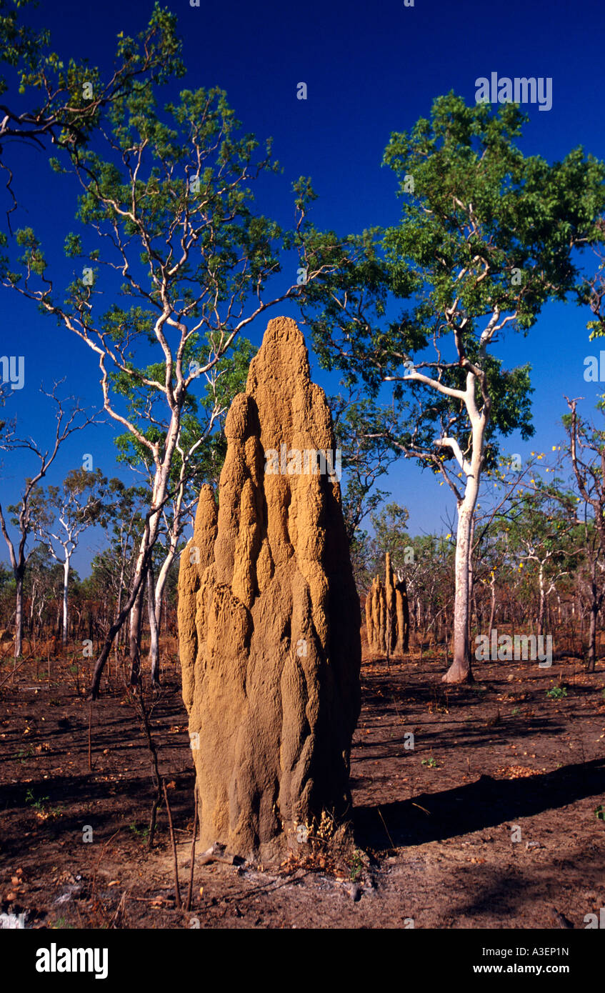 Riesige Termite Hügel im kürzlich verbrannte Trockenzeit Savanne Waldland, Top End, Northern Territory, Australien, vertikal Stockfoto