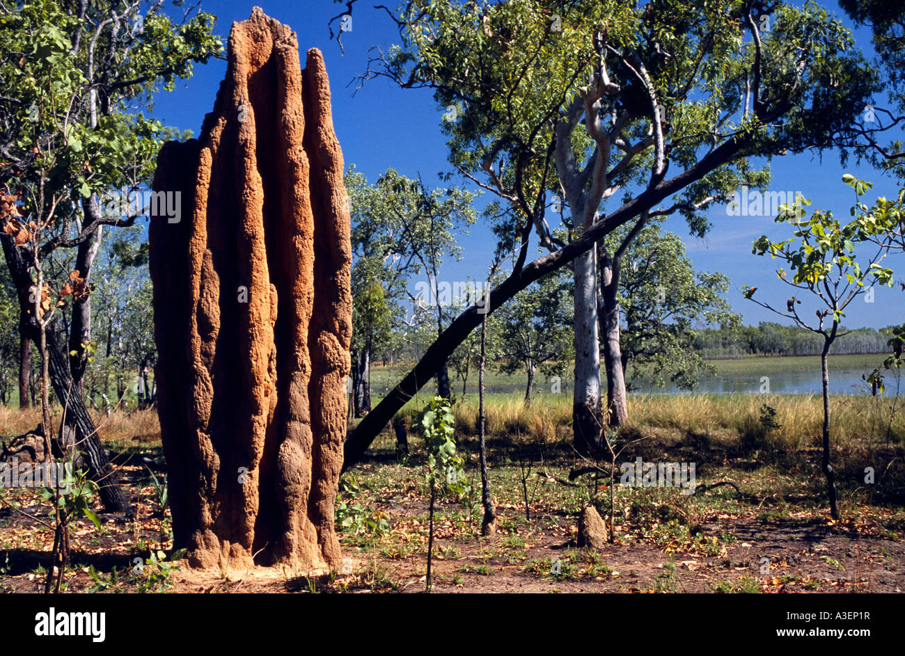 Riesige Termite Hügel im kürzlich verbrannte Trockenzeit Savanne Waldland, Top End, Northern Territory, Australien, horizontal Stockfoto