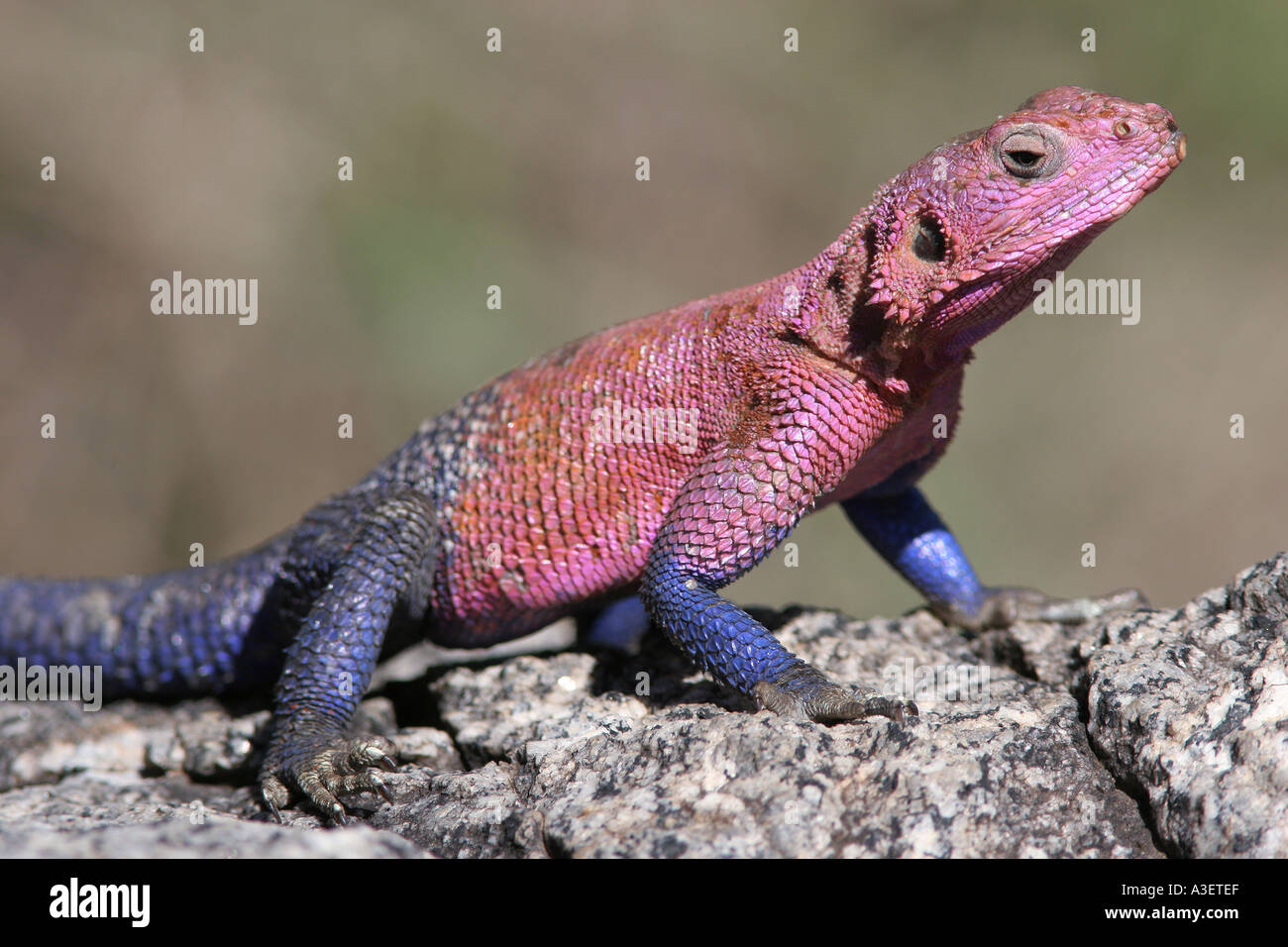 Agama Eidechse auf Felsen basking Tansania Afrika Serengeti Stockfoto