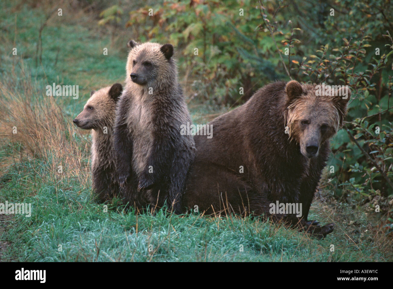 Sehr müde aussehende Mutter Grizzlybär mit zwei verspielte cubs Stockfoto