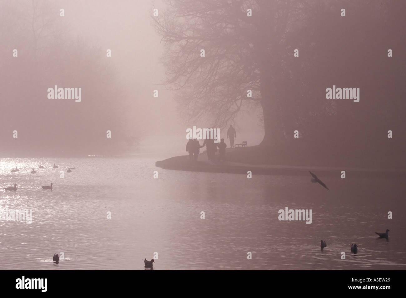 34+ Teich Nebel, Plan deine eigene tour zum wandern.