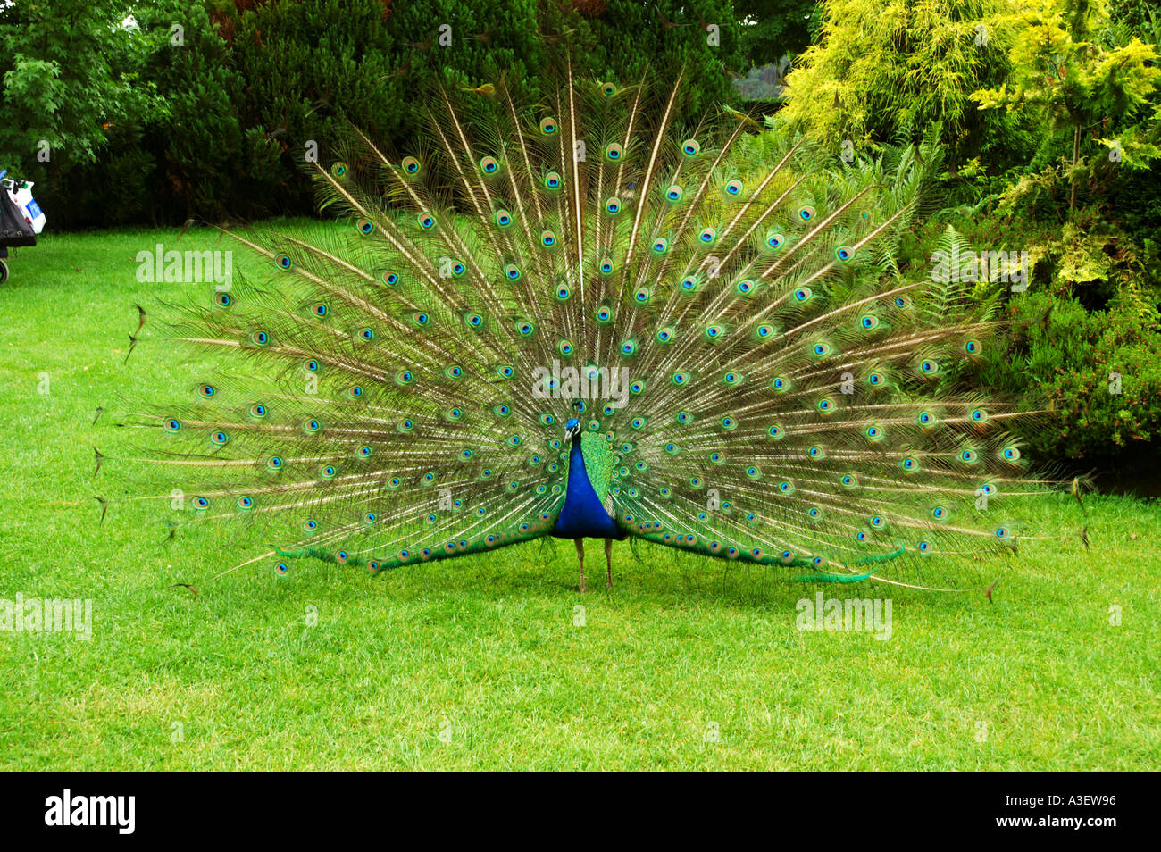 Männlicher Pfau Anzeige wunderbar bunten Schwanzfedern mit Auge Markierungen Poultons Park Southampton Hampshire Stockfoto