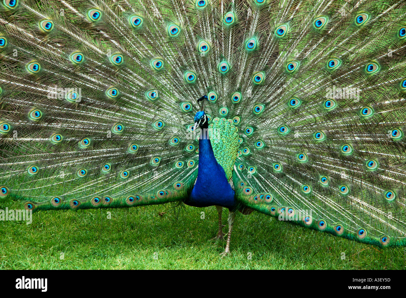 Männlicher Pfau Anzeige wunderbar bunten Schwanzfedern mit Auge Markierungen Poultons Park Southampton Hampshire Stockfoto