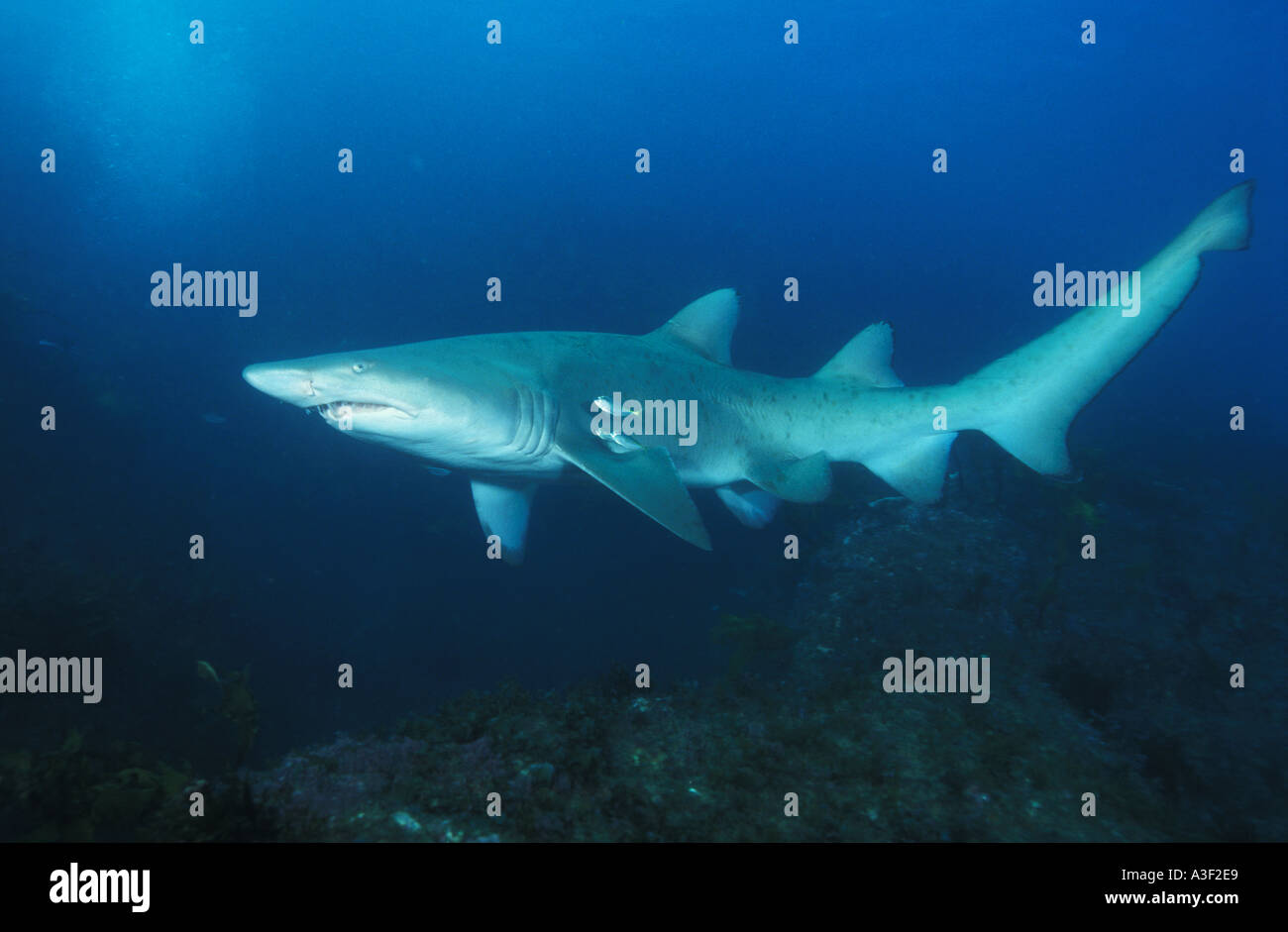 Foto-NE 256 Sand Tiger Shark oder Gray Nurse Shark Eugomphodus Taurus oder Odontaspis taurus Stockfoto