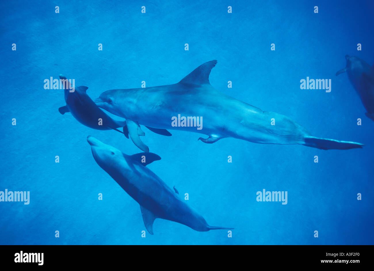 na548. Sex spielen zwischen Tümmler und Atlantic Spotted Dolphins. Foto Copyright Brandon Cole Stockfoto