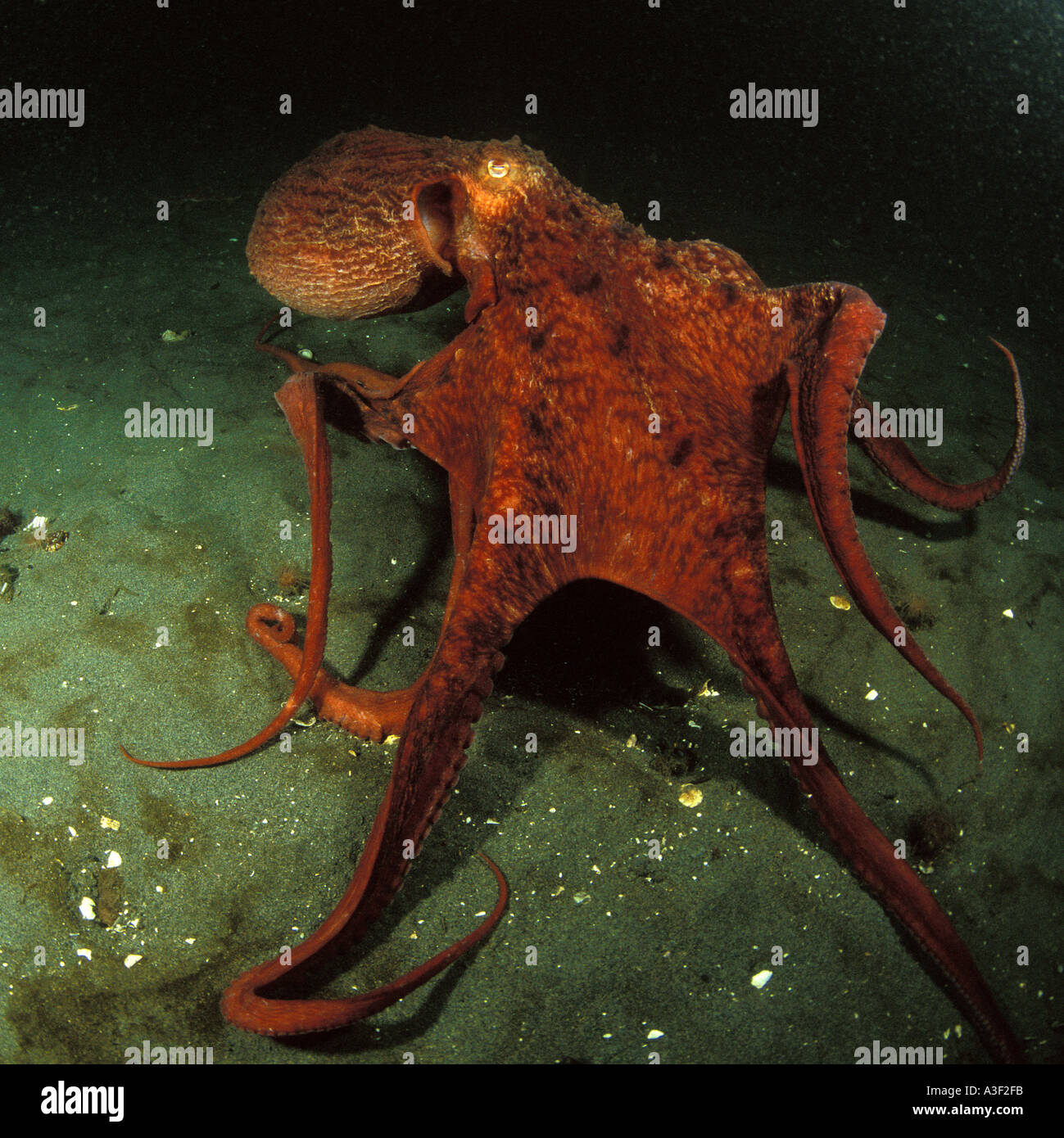 Foto MJ 327 Pazifik Giant Octopus Enteroctopus Dofleini Foto Copyright Brandon Cole Stockfoto