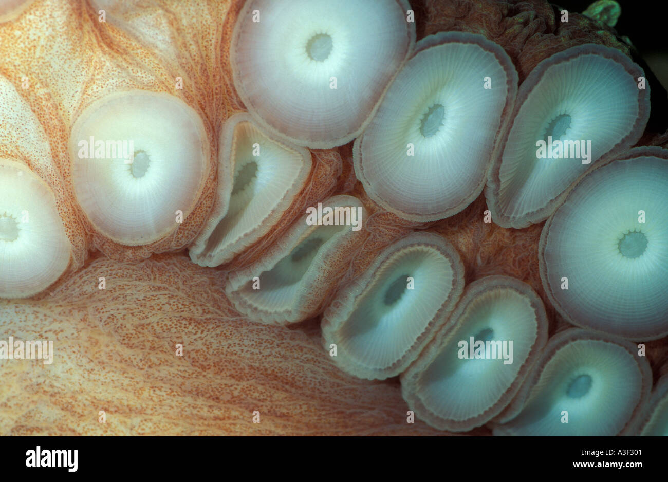 Foto EP 88 Saugnäpfe von Pacific Giant Octopus Enteroctopus Dofleini Foto Copyright Brandon Cole Stockfoto