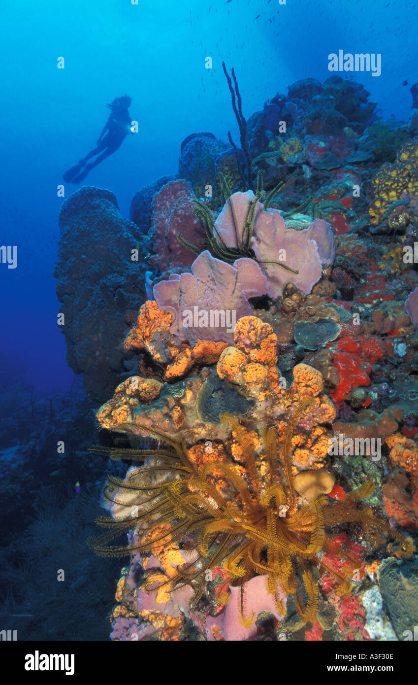 Foto LO 6570 karibische Korallenriff malerische Modell veröffentlicht Taucher Melissa S Cole Foto Copyright Brandon Cole Stockfoto