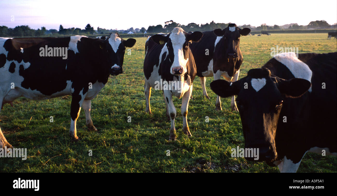 Britische Kühe Stockfoto