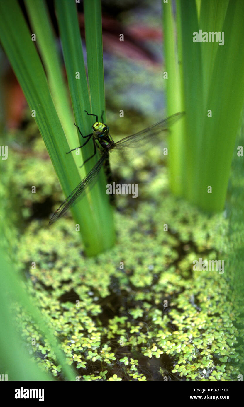 Libelle auf Iris Blatt in einem Teich Stockfoto