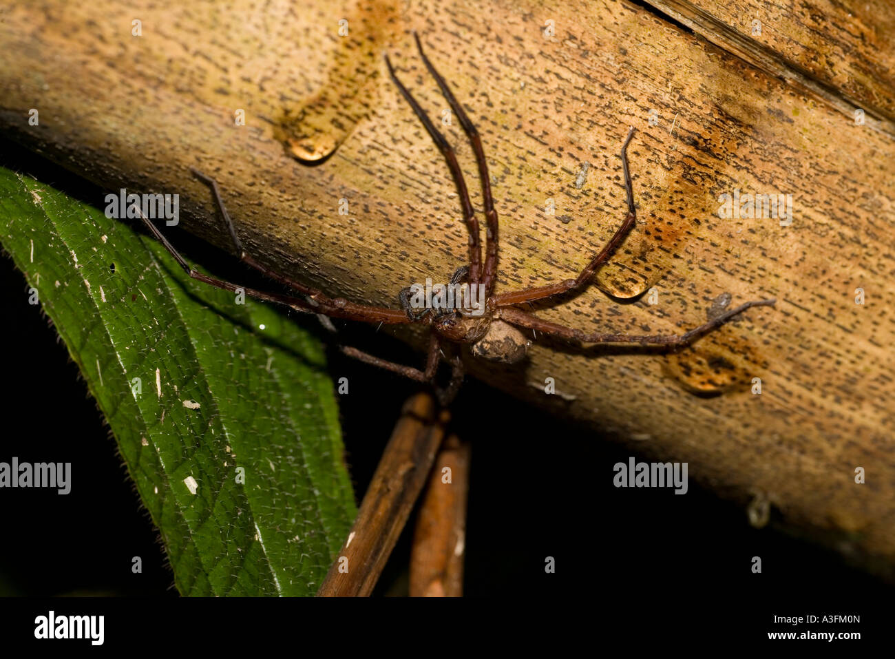 Groe Jagd Spinne hngt unter einem Bambus-Stiel, den Regen zu vermeiden  Stockfotografie - Alamy