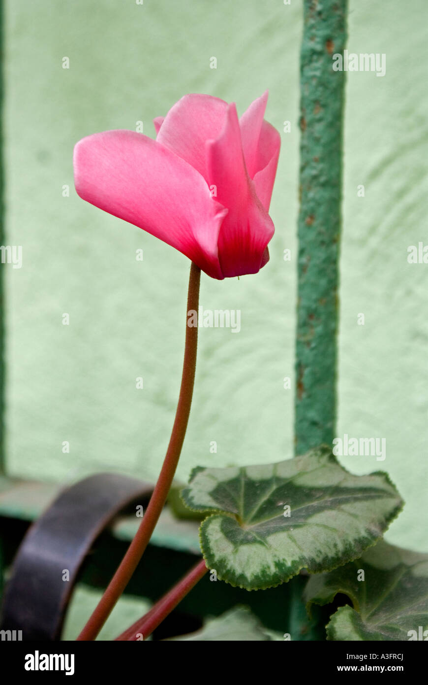 Nahaufnahme von einem persischen violett Cyclamen Persicum in einem Topf grünen Hintergrund Stockfoto