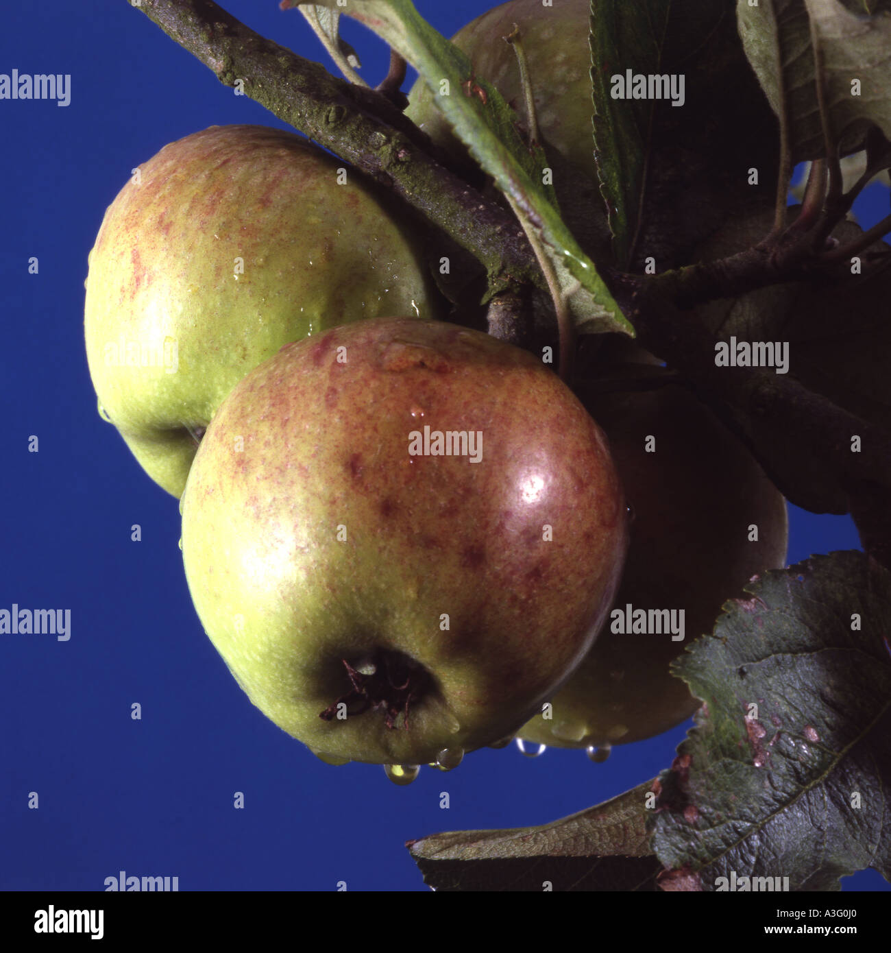 Apple, "Bramley" Stockfoto