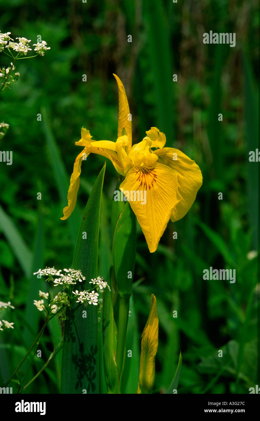 Gelbe Iris: Iris pseudacorus Stockfoto