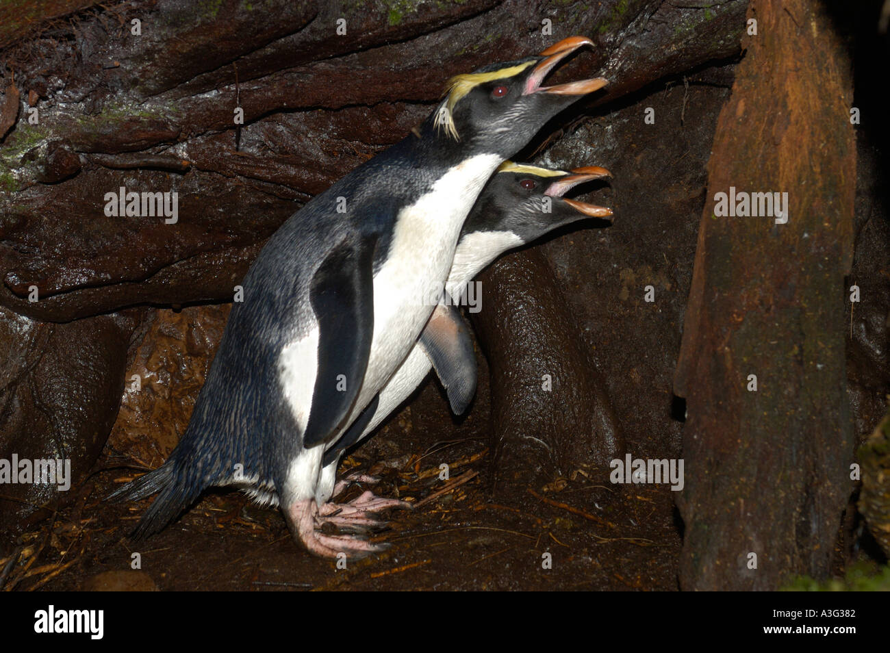 FIORDLAND CRESTED Pinguin (Eudyptes Pachyrhynchus) nisten paar in Balz, Südinsel Neuseeland Stockfoto
