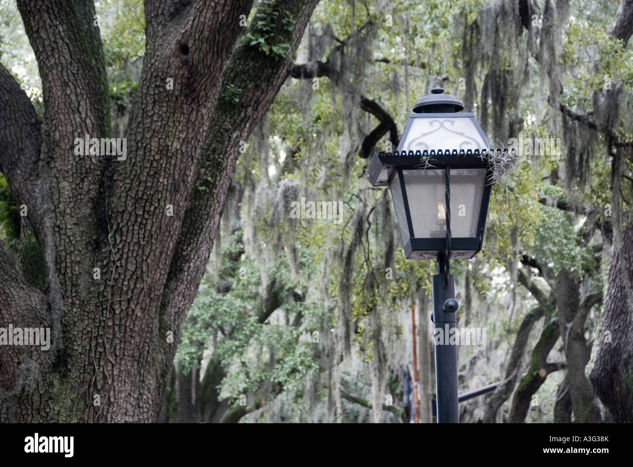 Leichte Post und spanischem Moos Savannah Georgia Stockfoto