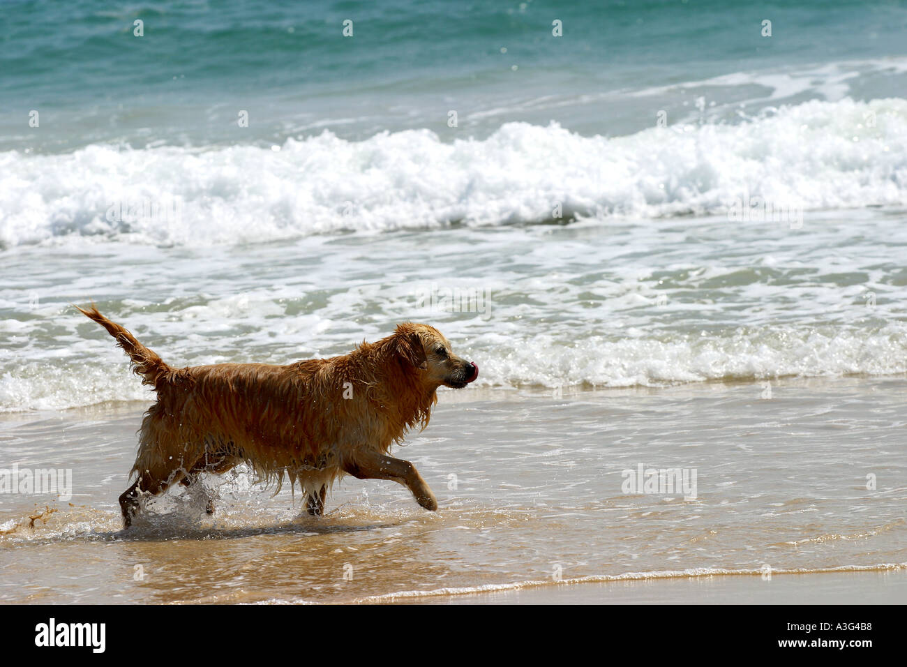 Suche Hund spielen im Strand Retriever swim Stockfoto