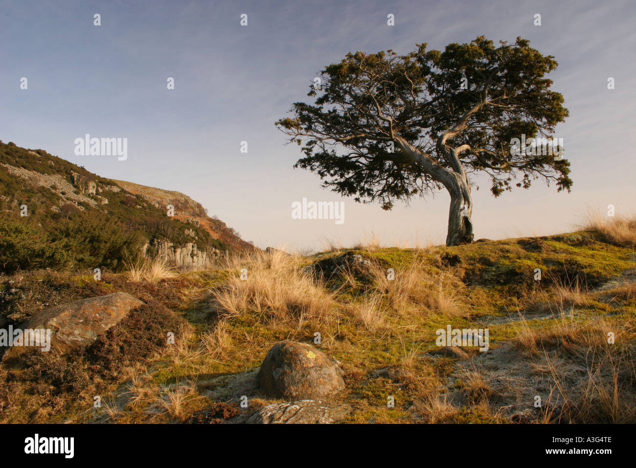 Juniper Tree Juniperus Communis auf der Pennine Way Wanderweg in der Nähe von Bracken Rigg oberen Teesdale County Durham Stockfoto