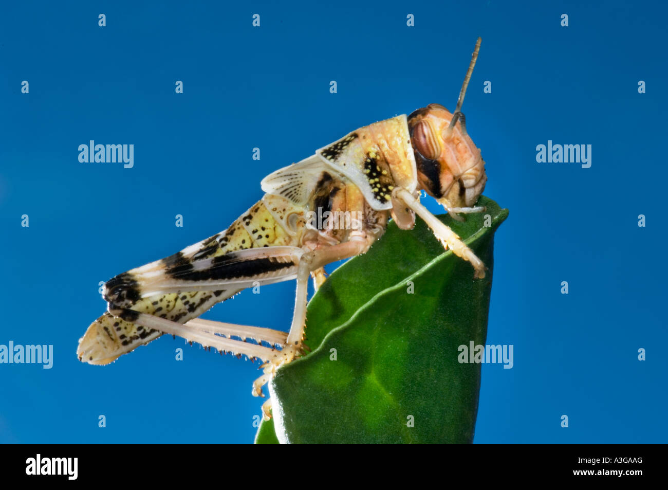 afrikanische Wüste Heuschrecke Schistocerca Gregaria Halbwüchsige GRASSHOPPER Essen feed grünes Blatt blau Hintergrund Stockfoto