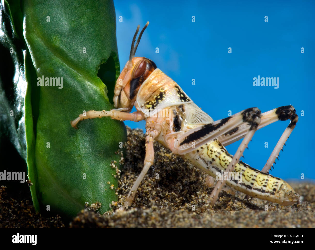 afrikanische Wüste Heuschrecke Schistocerca Gregaria Halbwüchsige GRASSHOPPER Essen feed grünes Blatt blau Hintergrund Stockfoto