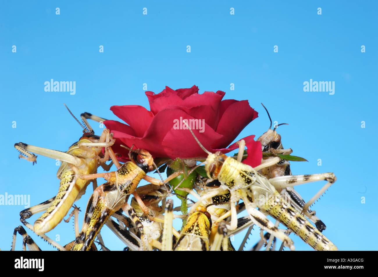 afrikanische Wüste Heuschrecke Schistocerca Gregaria Halbwüchsige GRASSHOPPER Essen feed rote rose grüne Blatt blau Hintergrund SYMBOL symbolisch Stockfoto