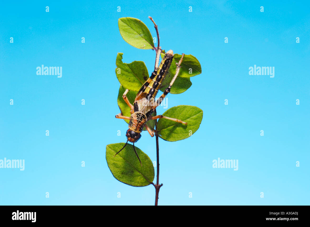 1 eine afrikanische Wüste Heuschrecke Schistocerca Gregaria Halbwüchsige GRASSHOPPER essen Feed-grünes Blatt blau einfarbigen Hintergrund Wanderer zu Fuß Stockfoto