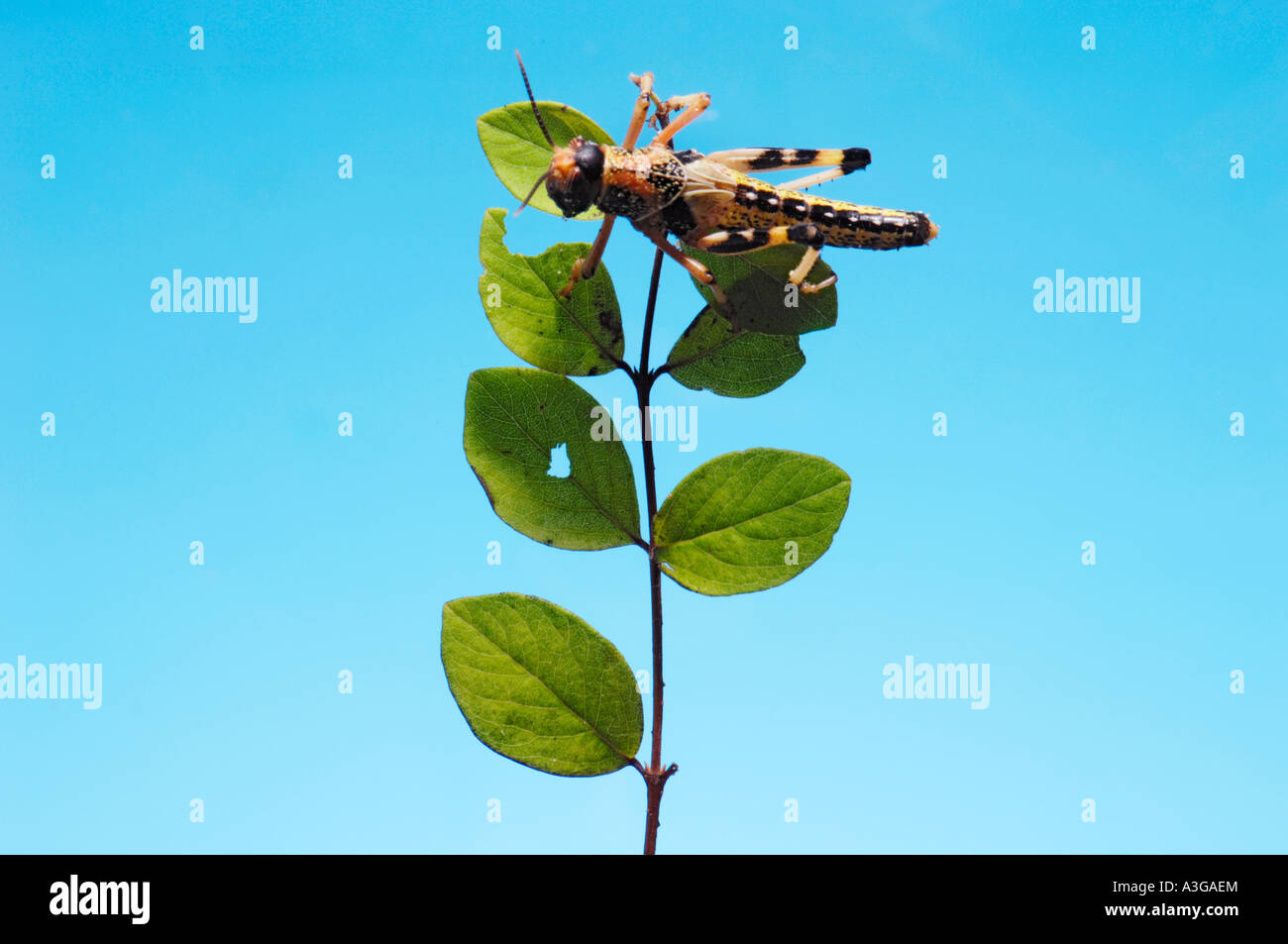 1 eine afrikanische Wüste Heuschrecke Schistocerca Gregaria Halbwüchsige GRASSHOPPER Essen feed grünes Blatt blau einfarbigen Hintergrund Stockfoto