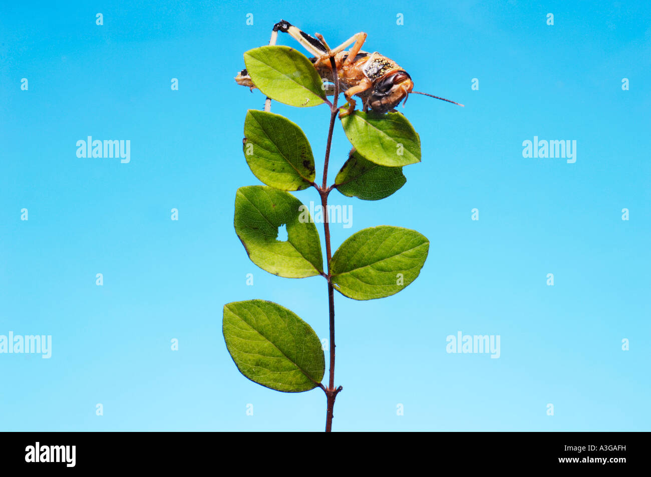1 eine afrikanische Wüste Heuschrecke Schistocerca Gregaria Halbwüchsige GRASSHOPPER Essen feed grünes Blatt blau einfarbigen Hintergrund Stockfoto