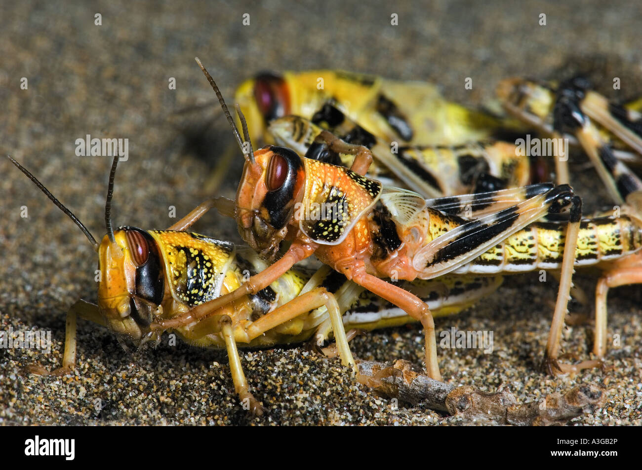 grasshopper Heuschrecke ägyptische ägypten Pest neue Nahrung essen Insekten züchten Züchten Sie Eatinsekt Stockfoto