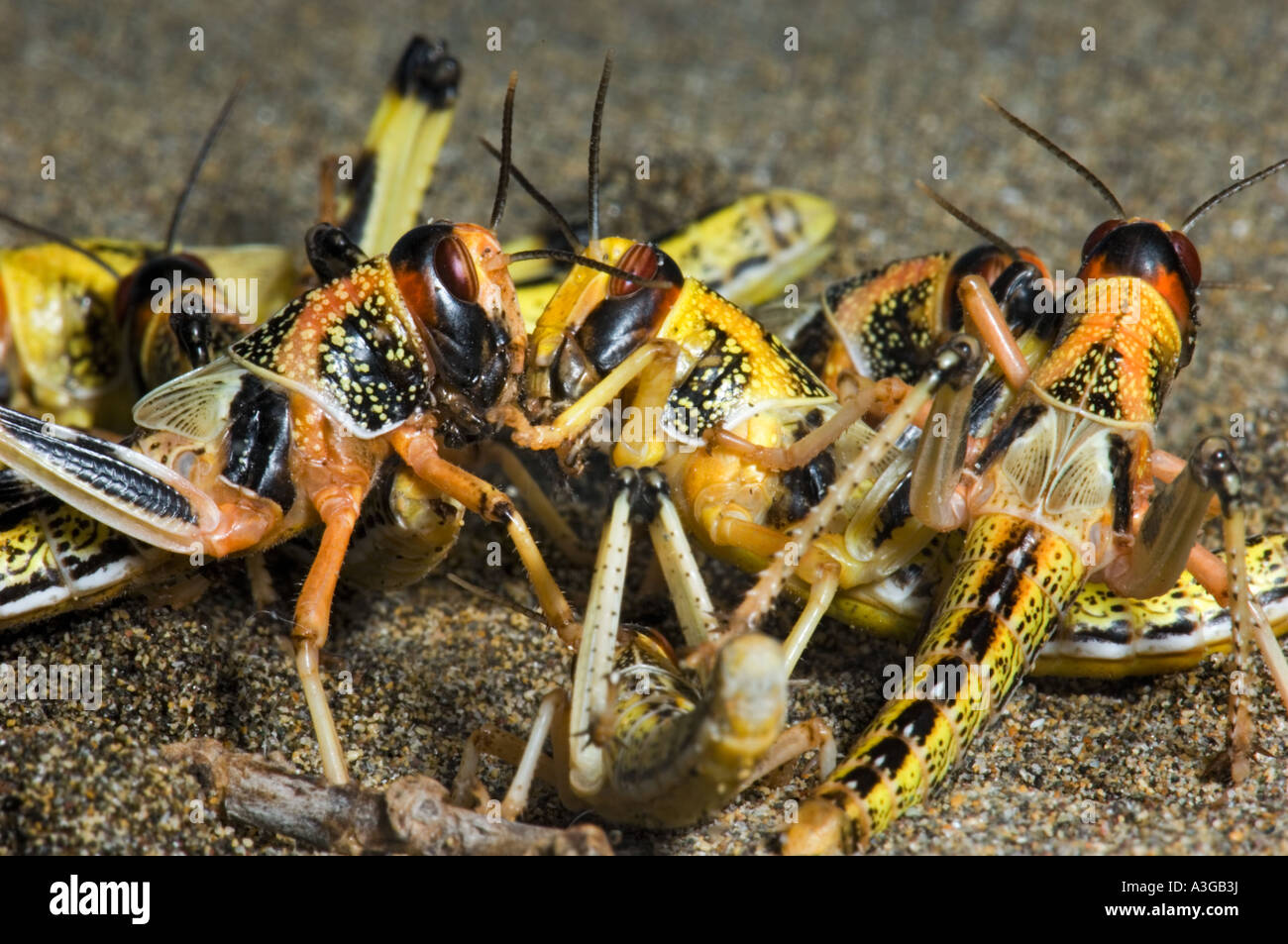 grasshopper Heuschrecke ägyptische ägypten Pest neue Nahrung essen Insekten züchten Züchten Sie Eatinsekt Stockfoto