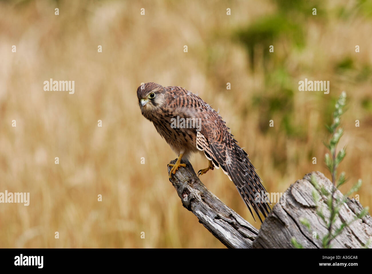 Junge Turmfalken Falco Tinnunculus auf alten Baumstumpf mit Flügeln gestreckten alert Potton Bedfordshire suchen Stockfoto